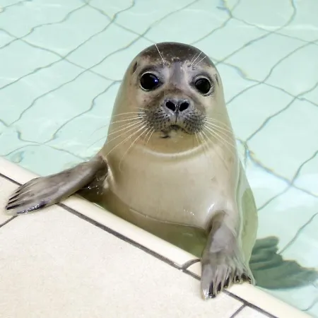 In Texel Near Forest And Sea *